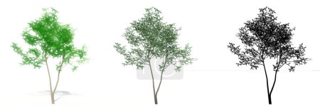 Photo for Set or collection of Green Ash trees, painted, natural and as a black silhouette on white background. Concept or conceptual 3d illustration for nature, ecology and conservation, strength, beauty - Royalty Free Image