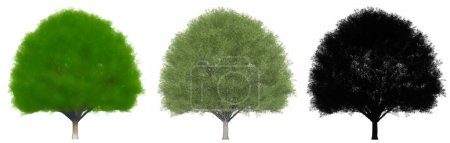 Photo for Set or collection of Japanese Zelkova trees, painted, natural and as a black silhouette on white background. Concept or conceptual 3d illustration for nature, ecology and conservation, strength, beauty - Royalty Free Image