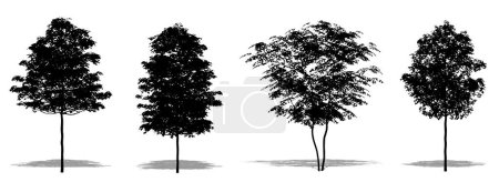 Photo for Set or collection of Field Maple trees as a black silhouette on white background. Concept or conceptual 3D illustration for nature, planet, ecology and conservation, strength, endurance and  beauty - Royalty Free Image
