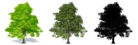 Photo for Set or collection of Granny Smith trees, painted, natural and as a black silhouette on white background. Concept or conceptual 3d illustration for nature, ecology and conservation, strength, beauty - Royalty Free Image