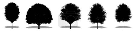 Photo for Set or collection of Japanese Zelkova trees as a black silhouette on white background. Concept or conceptual 3D illustration for nature, planet, ecology and conservation, strength, endurance and beauty - Royalty Free Image