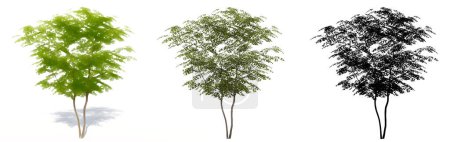 Photo for Set or collection of Field Maple  trees, painted, natural and as a black silhouette on white background. Concept or conceptual 3d illustration for nature, ecology and conservation, strength, beauty - Royalty Free Image