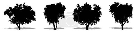 Foto de Conjunto o colección de Bougainvillea como silueta negra sobre fondo blanco. Concepto o ilustración conceptual 3D para la naturaleza, el planeta, la ecología y la conservación, la fuerza, la resistencia y la belleza - Imagen libre de derechos