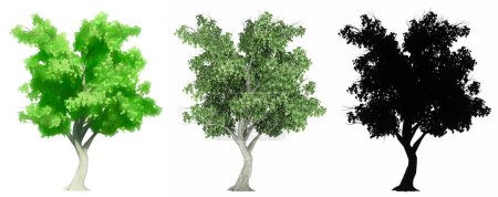 Téléchargez les photos : Ensemble ou collection d'arbres Katsura, peints, naturels et comme une silhouette noire sur fond blanc. Concept ou illustration 3D conceptuelle pour la nature, l'écologie et la conservation, la force, la beauté - en image libre de droit