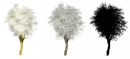 Foto de Set o colección de árboles de Kobus Magnolia, pintados, naturales y como una silueta negra sobre fondo blanco. Concepto o ilustración conceptual 3d para naturaleza, ecología y conservación, fuerza, belleza - Imagen libre de derechos