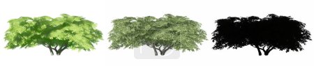 Photo for Set or collection of Kermes Oak trees, painted, natural and as a black silhouette on white background. Concept or conceptual 3d illustration for nature, ecology and conservation, strength, beauty - Royalty Free Image