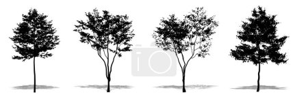 Photo for Set or collection of European Beech trees as a black silhouette on white background. Concept or conceptual 3D illustration for nature, planet, ecology and conservation, strength, endurance and  beauty - Royalty Free Image
