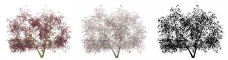 Foto de Set o colección de árboles Magnolia Flowers, pintados, naturales y como silueta negra sobre fondo blanco. Concepto o ilustración conceptual 3d para naturaleza, ecología y conservación, fuerza, belleza - Imagen libre de derechos