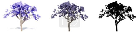 Photo for Set or collection of Jacaranda trees, painted, natural and as a black silhouette on white background. Concept or conceptual 3d illustration for nature, ecology and conservation, strength, beauty - Royalty Free Image