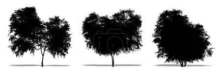Photo for Set or collection of Black Elder trees as a black silhouette on white background. Concept or conceptual 3D illustration for nature, planet, ecology and conservation, strength, endurance and  beauty - Royalty Free Image