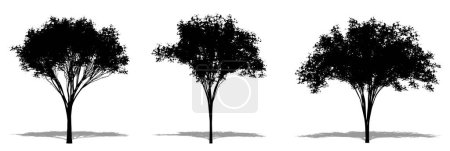 Téléchargez les photos : Ensemble ou collection d'orme américain en forme de silhouette noire sur fond blanc. Concept ou illustration 3D conceptuelle pour la nature, la planète, l'écologie et la conservation, la force, l'endurance et la beauté - en image libre de droit