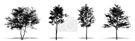 Photo for Set or collection of American Beech as a black silhouette on white background. Concept or conceptual 3D illustration for nature, planet, ecology and conservation, strength, endurance and  beauty - Royalty Free Image