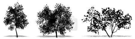 Téléchargez les photos : Ensemble ou collection d'arbres Magnolia Flowers comme une silhouette noire sur fond blanc. Concept ou illustration 3D conceptuelle pour la nature, la planète, l'écologie et la conservation, la force, l'endurance et la beauté - en image libre de droit