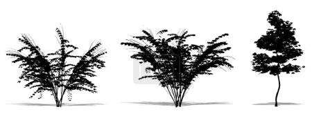 Téléchargez les photos : Ensemble ou collection d'érables japonais en forme de silhouette noire sur fond blanc. Concept ou illustration 3D conceptuelle pour la nature, la planète, l'écologie et la conservation, la force, l'endurance et la beauté - en image libre de droit