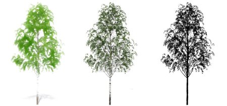 Photo for Set or collection of European White Beech trees, painted, natural and as a black silhouette on white background. Concept or conceptual 3d illustration for nature, ecology and conservation, strength, beauty - Royalty Free Image
