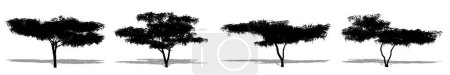 Foto de Conjunto o colección de árboles de miel Mesquite como silueta negra sobre fondo blanco. Concepto o ilustración conceptual 3D para la naturaleza, el planeta, la ecología y la conservación, la fuerza, la resistencia y la belleza - Imagen libre de derechos