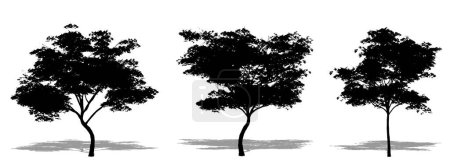 Téléchargez les photos : Ensemble ou collection d'érables japonais en forme de silhouette noire sur fond blanc. Concept ou illustration 3D conceptuelle pour la nature, la planète, l'écologie et la conservation, la force, l'endurance et la beauté - en image libre de droit