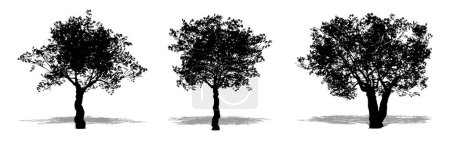 Téléchargez les photos : Ensemble ou collection d'oliviers européens en forme de silhouette noire sur fond blanc. Concept ou illustration 3D conceptuelle pour la nature, la planète, l'écologie et la conservation, la force, l'endurance et la beauté - en image libre de droit