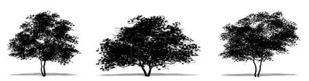 Foto de Conjunto o colección de árboles de Dogwood florecientes como silueta negra sobre fondo blanco. Concepto o ilustración conceptual 3D para la naturaleza, el planeta, la ecología y la conservación, la fuerza, la resistencia y la belleza - Imagen libre de derechos