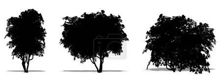 Téléchargez les photos : Ensemble ou collection d'arbres de Camelia japonais comme une silhouette noire sur fond blanc. Concept ou illustration 3D conceptuelle pour la nature, la planète, l'écologie et la conservation, la force, l'endurance et la beauté - en image libre de droit