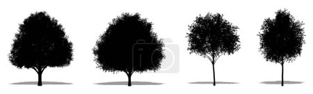 Téléchargez les photos : Ensemble ou collection de chênes anglais comme une silhouette noire sur fond blanc. Concept ou illustration 3D conceptuelle pour la nature, la planète, l'écologie et la conservation, la force, l'endurance et la beauté - en image libre de droit