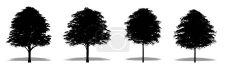 Téléchargez les photos : Ensemble ou collection de chênes bur en forme de silhouette noire sur fond blanc. Concept ou illustration 3D conceptuelle pour la nature, la planète, l'écologie et la conservation, la force, l'endurance et la beauté - en image libre de droit