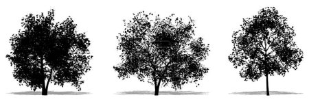 Foto de Set o colección de árboles Magnolia Flowers como silueta negra sobre fondo blanco. Concepto o ilustración conceptual 3D para la naturaleza, el planeta, la ecología y la conservación, la fuerza, la resistencia y la belleza - Imagen libre de derechos