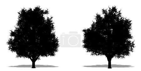 Téléchargez les photos : Ensemble ou collection d'arbres Ginkgo Biloba en forme de silhouette noire sur fond blanc. Concept ou illustration 3D conceptuelle pour la nature, la planète, l'écologie et la conservation, la force, l'endurance et la beauté - en image libre de droit