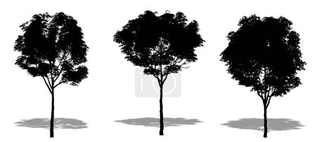 Téléchargez les photos : Ensemble ou collection de platanes londoniens en forme de silhouette noire sur fond blanc. Concept ou illustration 3D conceptuelle pour la nature, la planète, l'écologie et la conservation, la force, l'endurance et la beauté - en image libre de droit