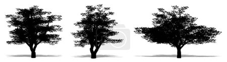Téléchargez les photos : Ensemble ou collection de cerisiers comme une silhouette noire sur fond blanc. Concept ou illustration 3D conceptuelle pour la nature, la planète, l'écologie et la conservation, la force, l'endurance et la beauté - en image libre de droit