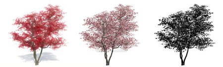 Photo for Set or collection of Flowering Dogwood trees, painted, natural and as a black silhouette on white background. Concept or conceptual 3d illustration for nature, ecology and conservation, strength, beauty - Royalty Free Image