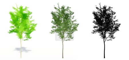 Photo for Set or collection of Evergreen Ash trees, painted, natural and as a black silhouette on white background. Concept or conceptual 3d illustration for nature, ecology and conservation, strength, beauty - Royalty Free Image