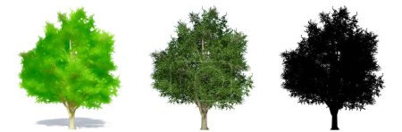 Téléchargez les photos : Ensemble ou collection d'arbres Ginkgo Biloba, peints, naturels et comme une silhouette noire sur fond blanc. Concept ou illustration 3D conceptuelle pour la nature, l'écologie et la conservation, la force, la beauté - en image libre de droit