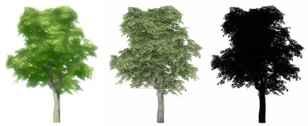 Photo for Set or collection of Kermes Oak trees, painted, natural and as a black silhouette on white background. Concept or conceptual 3d illustration for nature, ecology and conservation, strength, beauty - Royalty Free Image