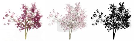 Foto de Set o colección de árboles Magnolia Flowers, pintados, naturales y como silueta negra sobre fondo blanco. Concepto o ilustración conceptual 3d para naturaleza, ecología y conservación, fuerza, belleza - Imagen libre de derechos