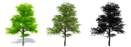 Foto de Conjunto o colección de árboles de Dogwood Florecientes, pintados, naturales y como una silueta negra sobre fondo blanco. Concepto o ilustración conceptual 3d para naturaleza, ecología y conservación, fuerza, belleza - Imagen libre de derechos