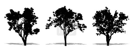 Téléchargez les photos : Ensemble ou collection d'arbres Jacaranda comme une silhouette noire sur fond blanc. Concept ou illustration 3D conceptuelle pour la nature, la planète, l'écologie et la conservation, la force, l'endurance et la beauté - en image libre de droit