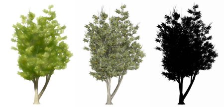Conjunto o colección de árboles Mulga, pintados, naturales y como una silueta negra sobre fondo blanco. Concepto o ilustración conceptual 3d para naturaleza, ecología y conservación, fuerza, belleza