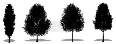 Set or collection of Black Poplar trees as a black silhouette on white background. Concept or conceptual 3D illustration for nature, planet, ecology and conservation, strength, endurance and  beauty