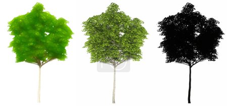 Photo for Set or collection of London Plane trees, painted, natural and as a black silhouette on white background. Concept or conceptual 3d illustration for nature, ecology and conservation, strength, beauty - Royalty Free Image