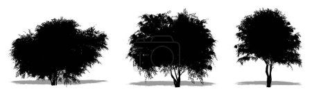 Foto de Conjunto o colección de árboles Black Elder como silueta negra sobre fondo blanco. Concepto o ilustración conceptual 3D para la naturaleza, el planeta, la ecología y la conservación, la fuerza, la resistencia y la belleza - Imagen libre de derechos