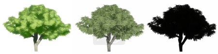 Set or collection of Kermes Oak trees, painted, natural and as a black silhouette on white background. Concept or conceptual 3d illustration for nature, ecology and conservation, strength, beauty