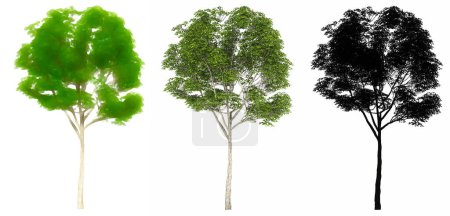 Téléchargez les photos : Ensemble ou collection de London Plane trees, peint, naturel et comme une silhouette noire sur fond blanc. Concept ou illustration 3D conceptuelle pour la nature, l'écologie et la conservation, la force, la beauté - en image libre de droit
