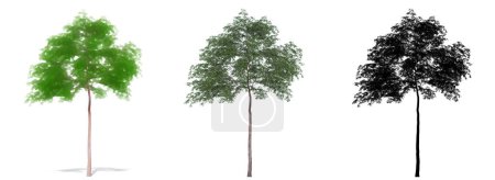 Set or collection of Grey Gum  trees, painted, natural and as a black silhouette on white background. Concept or conceptual 3d illustration for nature, ecology and conservation, strength, beauty