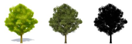 Set oder Sammlung von Feldahornbäumen, bemalt, natürlich und als schwarze Silhouette auf weißem Hintergrund. Konzeptionelle oder konzeptionelle 3D-Illustration für Natur, Ökologie und Naturschutz, Stärke, Schönheit