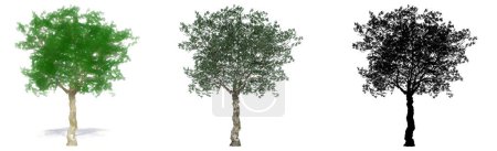 Set oder Sammlung europäischer Olivenbäume, bemalt, natürlich und als schwarze Silhouette auf weißem Hintergrund. Konzeptionelle oder konzeptionelle 3D-Illustration für Natur, Ökologie und Naturschutz, Stärke, Schönheit