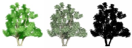 Set oder Sammlung von Kousa Hartriegelbäumen, bemalt, natürlich und als schwarze Silhouette auf weißem Hintergrund. Konzeptionelle oder konzeptionelle 3D-Illustration für Natur, Ökologie und Naturschutz, Stärke, Schönheit
