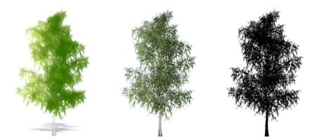 Set or collection of Grey Birch trees, painted, natural and as a black silhouette on white background. Concept or conceptual 3d illustration for nature, ecology and conservation, strength, beauty