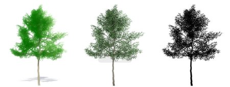 Set or collection of Green Ash trees, painted, natural and as a black silhouette on white background. Concept or conceptual 3d illustration for nature, ecology and conservation, strength, beauty