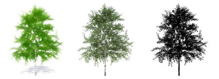 Set or collection of European White Beech trees, painted, natural and as a black silhouette on white background. Concept or conceptual 3d illustration for nature, ecology and conservation, strength, beauty
